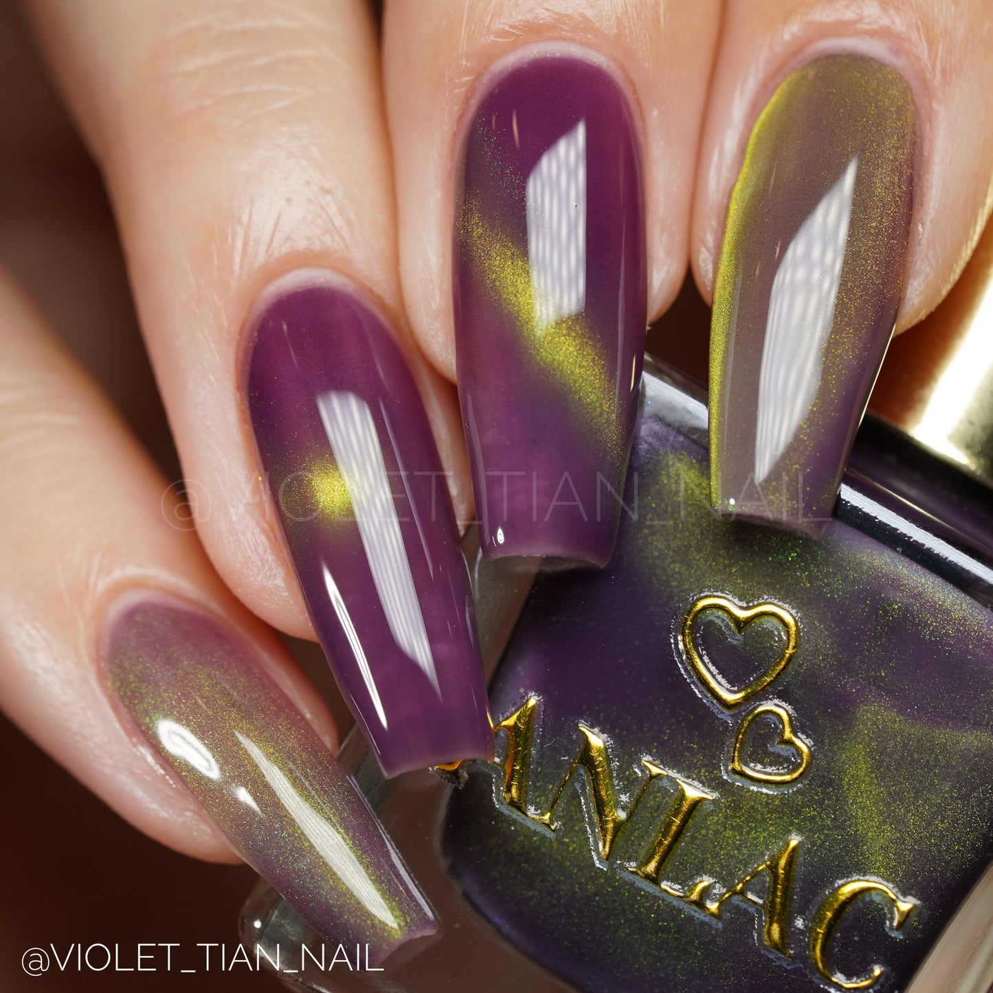 Balinese Swallowtail