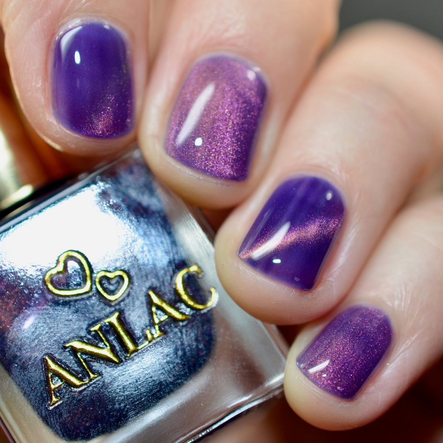 Great Purple Emperor